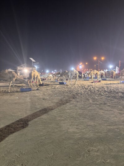  The image captures a nighttime setting with multiple camels positioned in a sandy area, primarily grazing or resting. The foreground features a clear sandy surface showing distinct footprints. Bright overhead lights illuminate the scene, creating a stark contrast between the camels and the dark sky. In the background, several tents are silhouetted against the ambient glow, while distant streetlights contribute to the overall luminosity, enhancing the atmosphere. The composition relies on natural and artificial light sources to define the space.