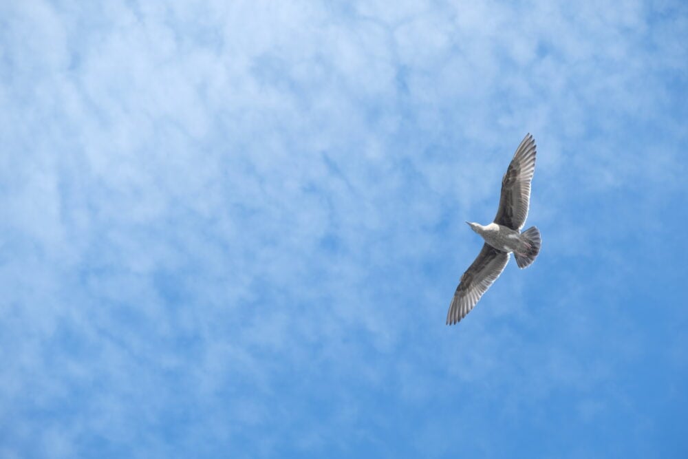 a seagull with its wings unfurled, as seen from below with the sky behind it