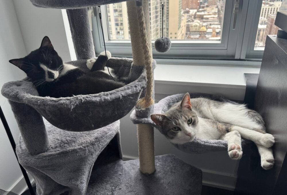 Two Cats Resting in a Cat Tree