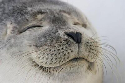 a very happy seal