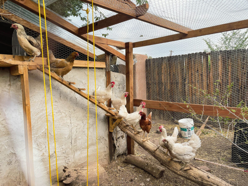 chickens on a ladder