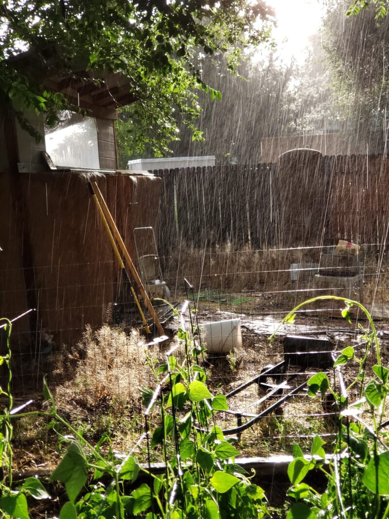 a garden and chicken coop in a sunshower