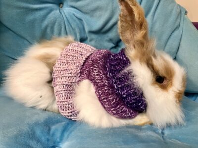 a lionhead bunny wearing a hand-knit sweater