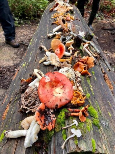 mushrooms close-up