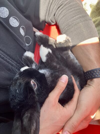 bunny being held