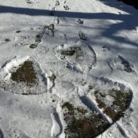 A snow angel