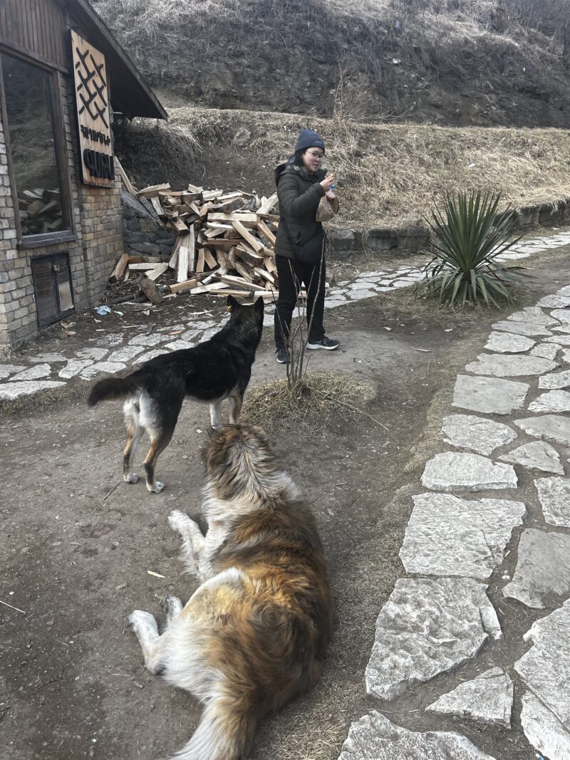 Friendly Village Dogs Resting Near a Guesthouse – Two large dogs lounge on the ground while a warmly dressed traveler, wearing a beanie and coat, stands nearby, possibly feeding them.