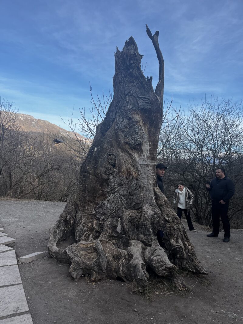 Massive Hollow Tree with People Peeking Through – A large, ancient tree with a hollow trunk stands prominently, with people playfully peeking out from its openings. The surrounding landscape features rolling hills and a blue sky.