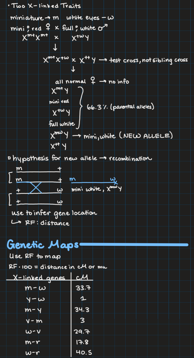 IPad notes from a genetics class on genetic mapping.
