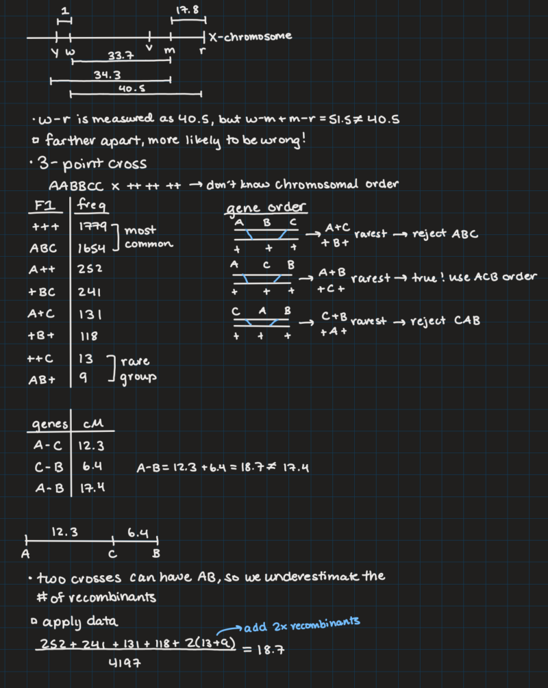 IPad notes from a genetics class on recombination and genetic mapping.