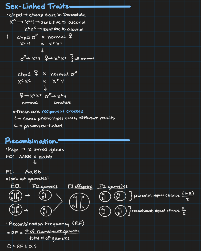 IPad notes from a genetics class on sex-linked traits and recombination.