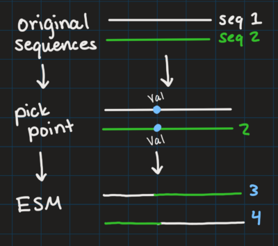 Diagram of running ESM. Two sequences are shown to go through the process, one green and one white, with the steps written to the side of the sequences. 