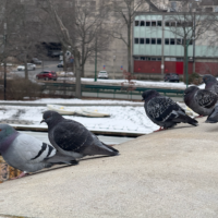 Pigeons on a bridge