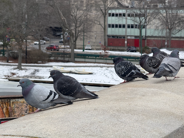 Pigeons on a bridge