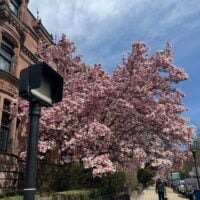 Photo of a Magnolia tree flowering on a Boston street.