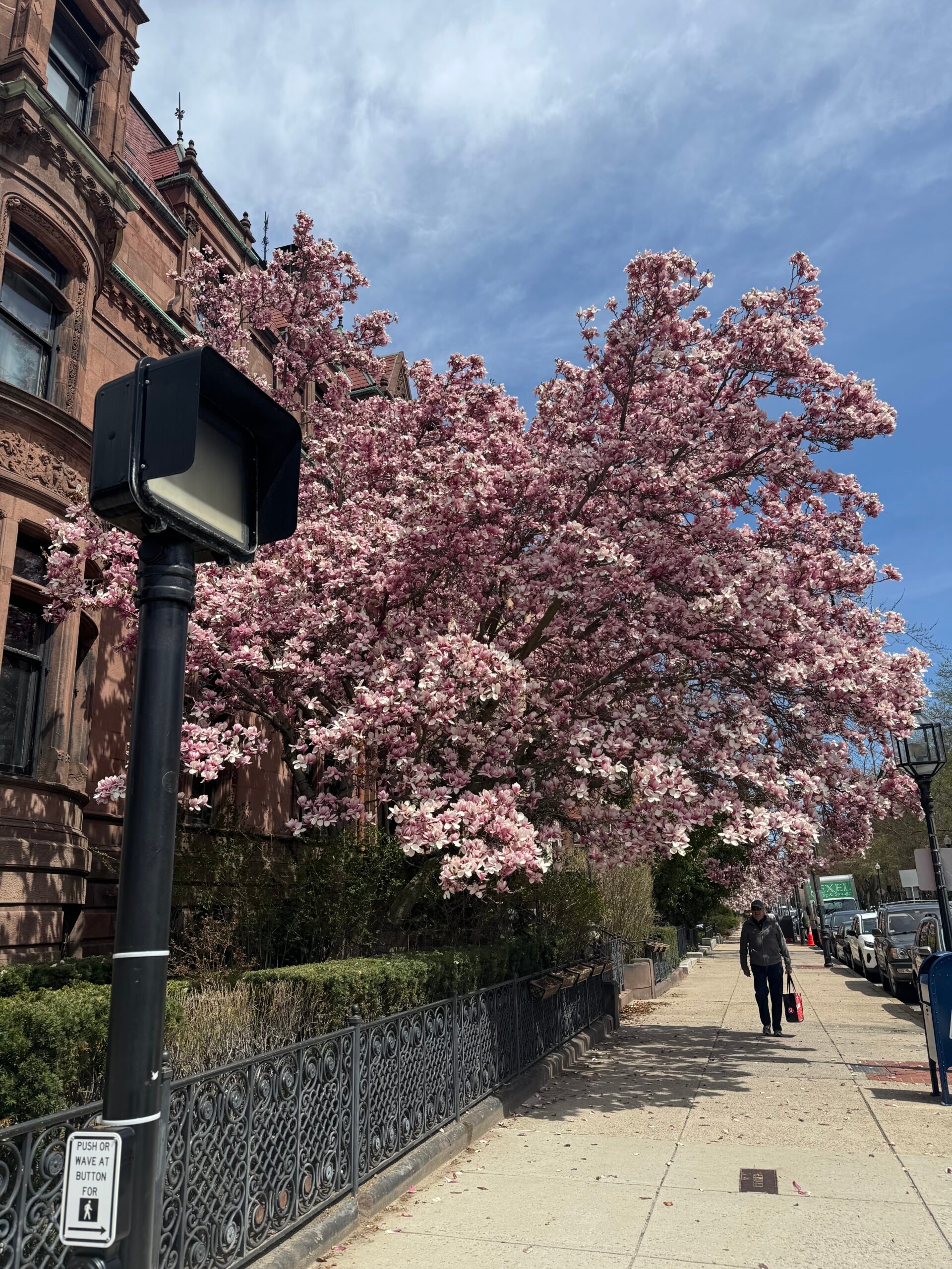 Photo of a Magnolia tree flowering on a Boston street.