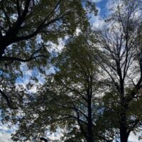 New Year Resolutions in Fall