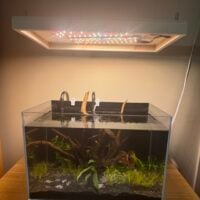 1 Fish, 2 Fish, a Lot of Fish, and a Snail