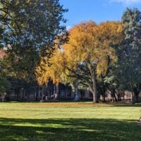 a colorful tree over a lawn in Killian Court