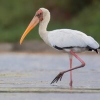 a stork with orange beak wading in water