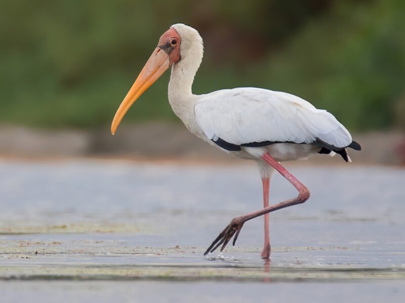 a stork with orange beak wading in water