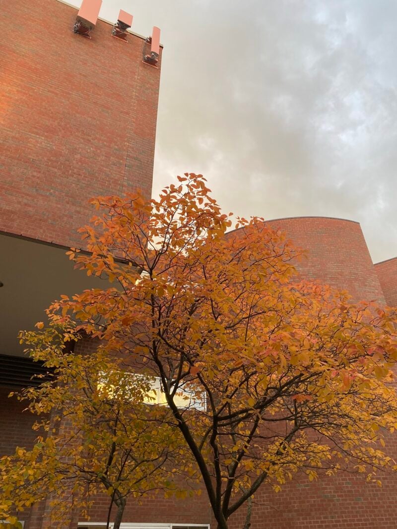 a red tree next to red brick buildings