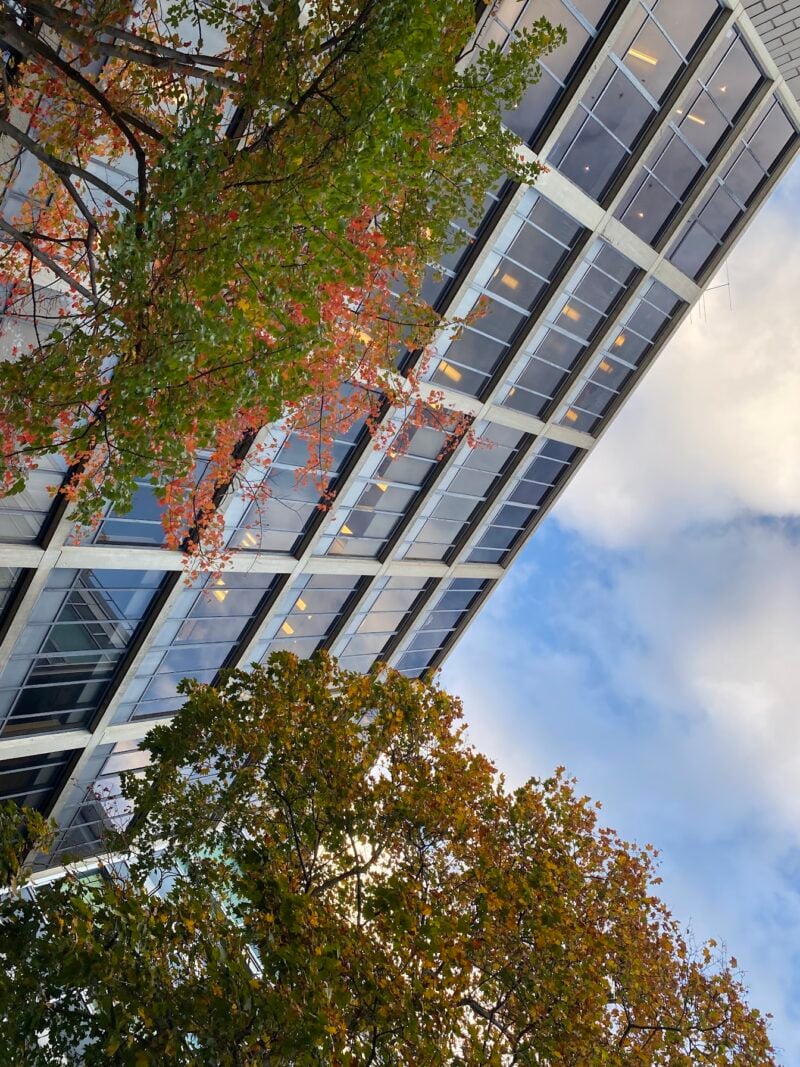 view of the trees and the sky