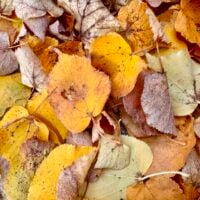 The Small Things I Like About Autumn