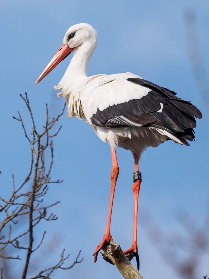 a perched stork