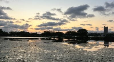 view of the esplanade at sunset, with MIT buildings in the background and a calm pool filled with lilypads in the foreground