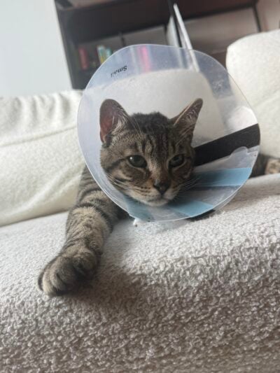 cat with a cone