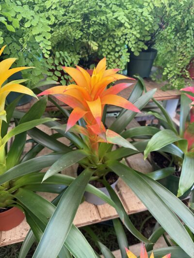 yellow bromeliad