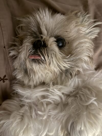 a shitzu on its back sticking out her tongue