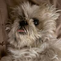 a shitzu on its back sticking out her tongue