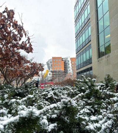 snow-covered bushes and trees with building 68 and stata in background