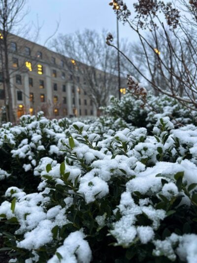 bushes covered with fat puffs of snow in foreground and facade of east parallel of east campus in background