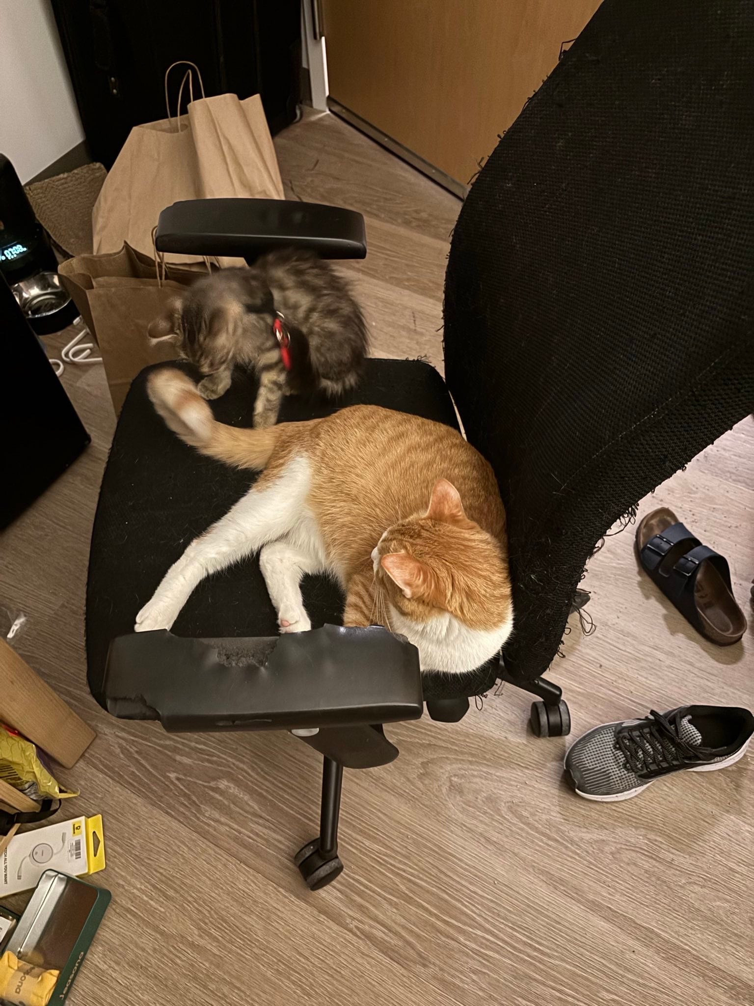 junkie with sunny on a chair