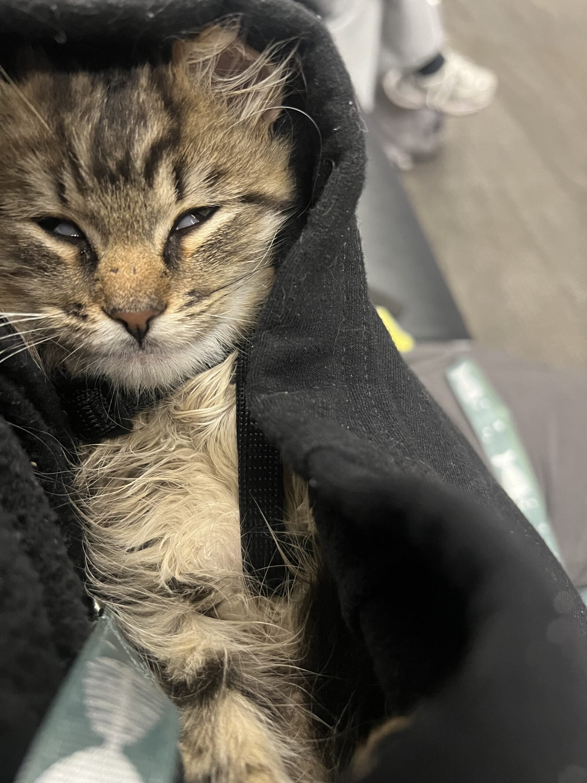 cat sleeping in my hood and his eyes are going in different directions