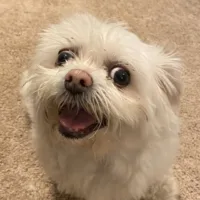 Crusty White Dogs Appreciation Post