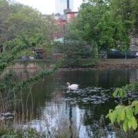 A swan in the esplanade