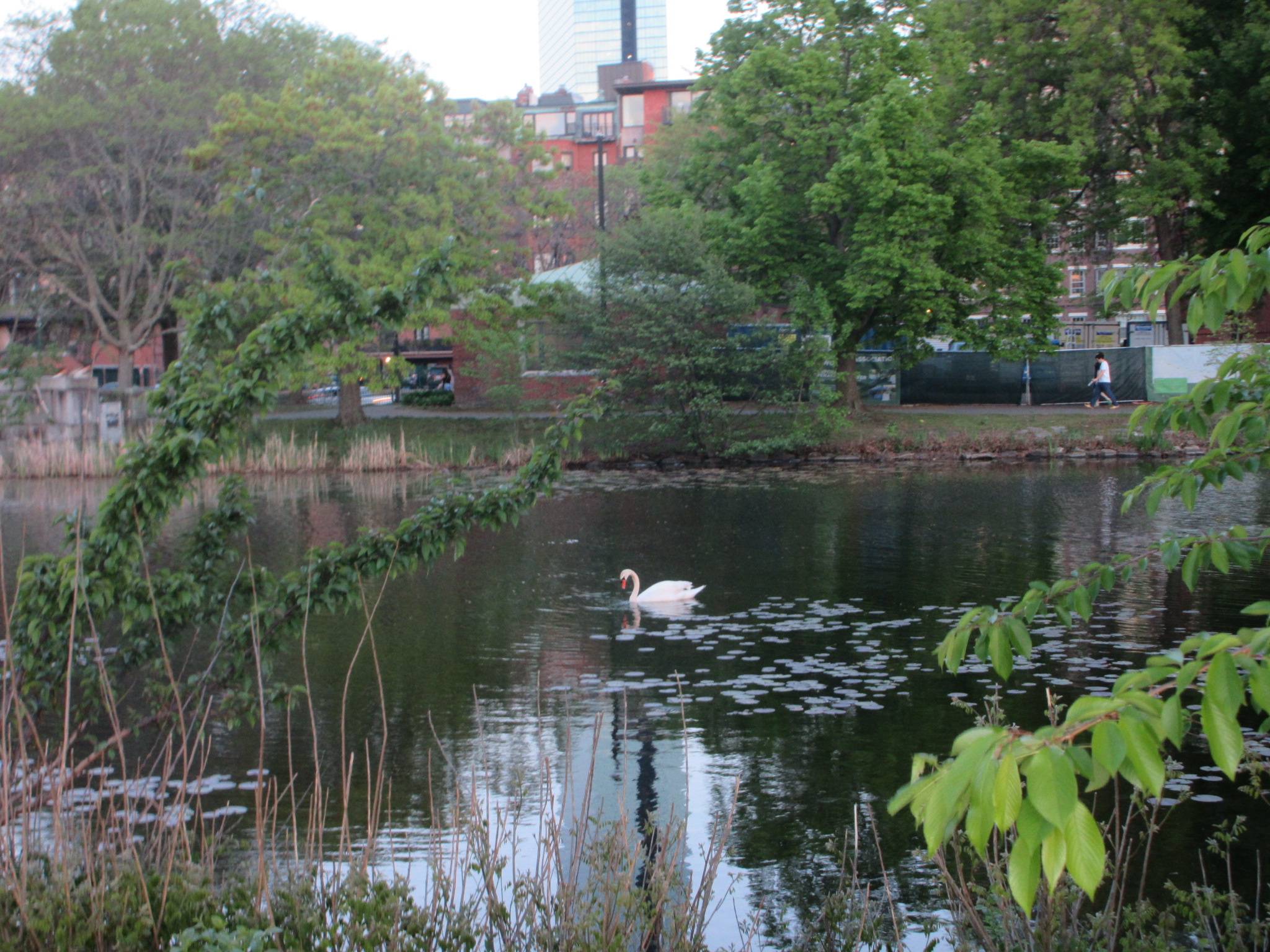 A swan in the esplanade