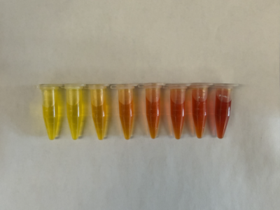 Eight microfuge tubes aligned next to eachother, displaying a liquid gradient from bright yellow to red.