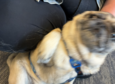 a blurry picture of a pug hoping for belly rubs