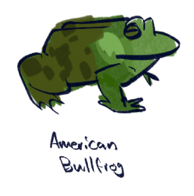 american bullfrog