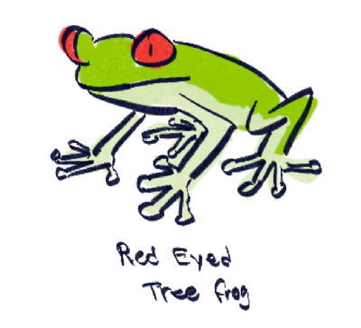 red eyed tree frog