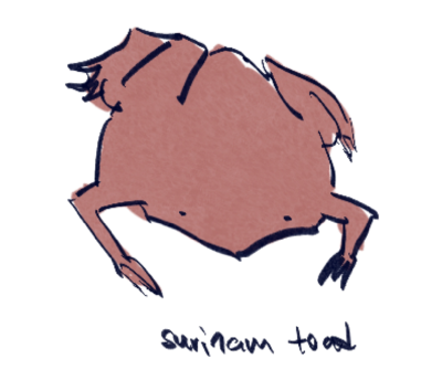 surinam toad