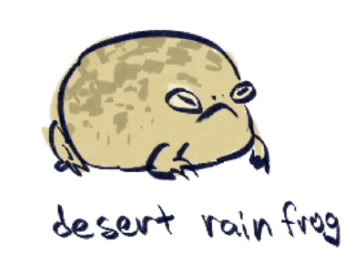 desert rain frog