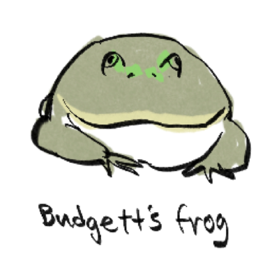 budgett's frog